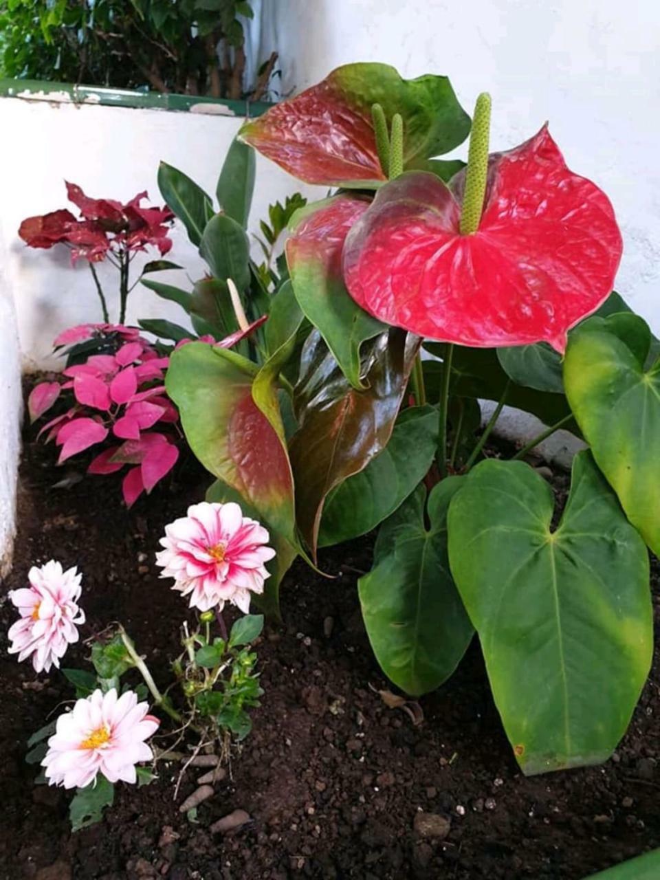 Apartamentos Florida Gran Canaria Adults Only 波多黎各 外观 照片